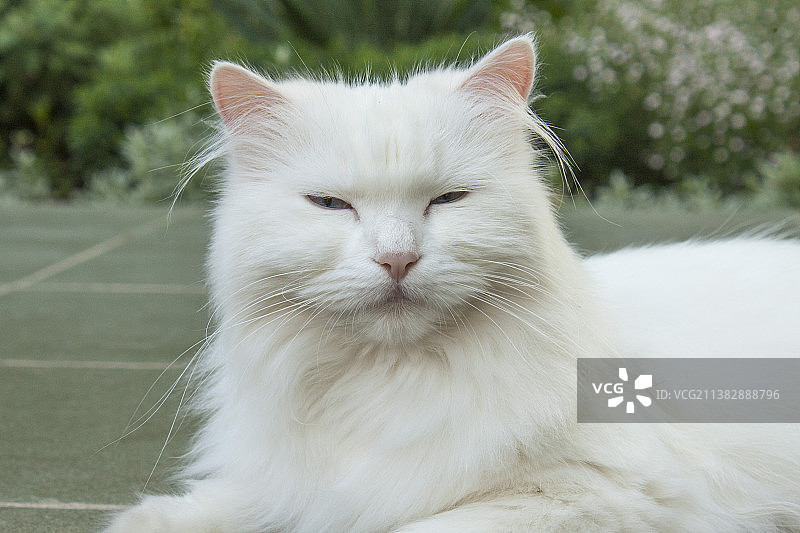 可爱的白猫特写，摩尔多瓦图片素材