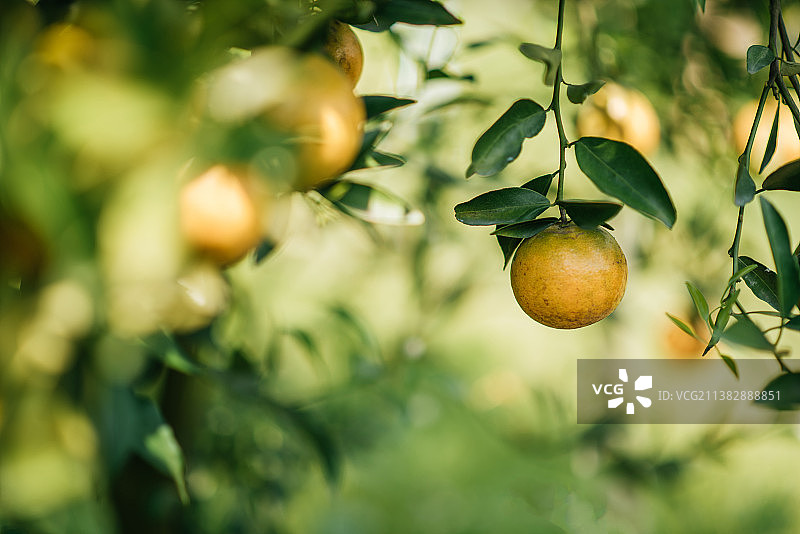 橘子树上的一束成熟的橘子图片素材