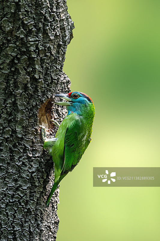 蓝喉拟啄木鸟图片素材
