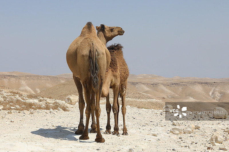 沙漠中的野生骆驼，骆驼站在沙漠上，晴朗的天空图片素材