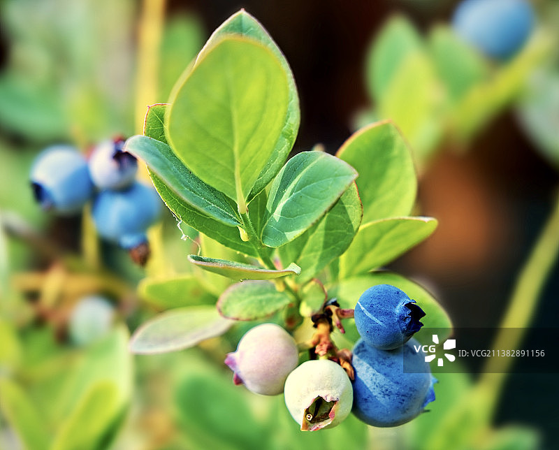 树上生长的蓝莓特写图片素材