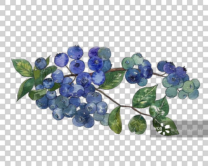水彩蓝莓水果手绘插画彩虹蓝莓图片素材