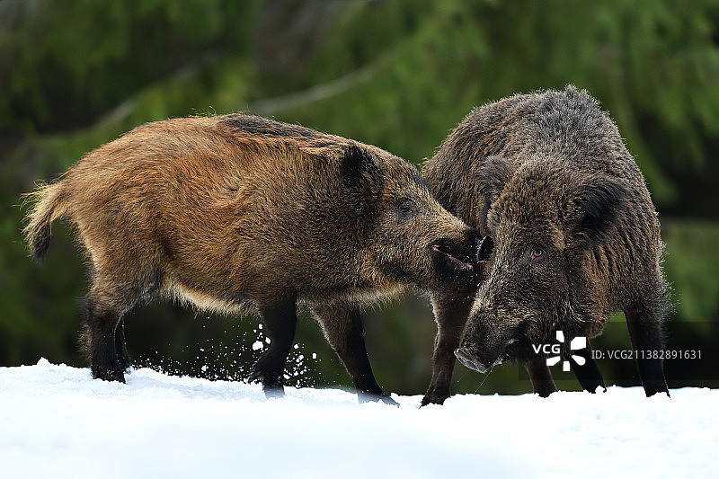 两只野猪在爱沙尼亚的雪地里玩耍图片素材