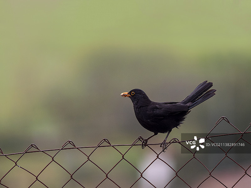 西班牙巴达霍斯围栏上的鸣禽特写图片素材