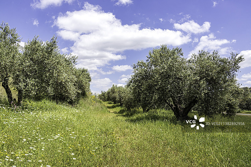 蓝色背景下鲜花绿草相间的橄榄树果园图片素材