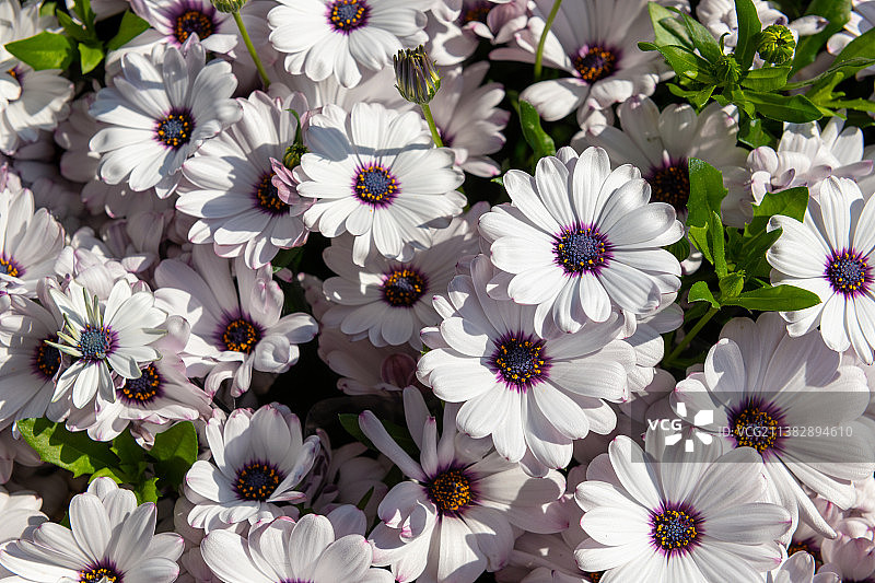 白色和紫色蓝眼菊图片素材