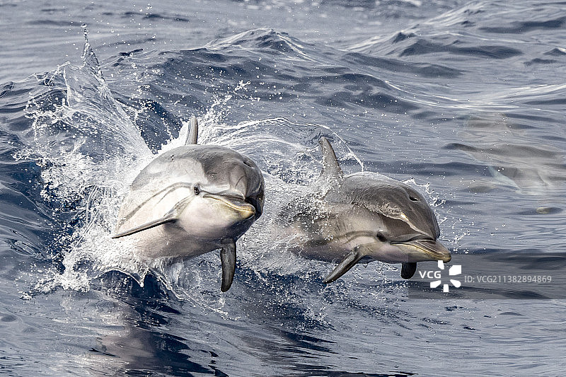 在海中游泳的两条海豚，意大利图片素材