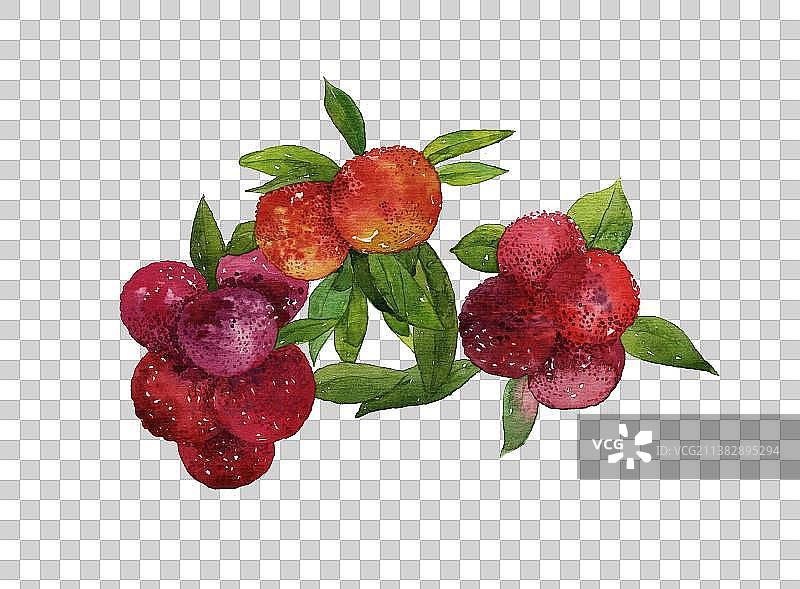 水彩手绘杨梅插画杨梅水果手绘插图图片素材