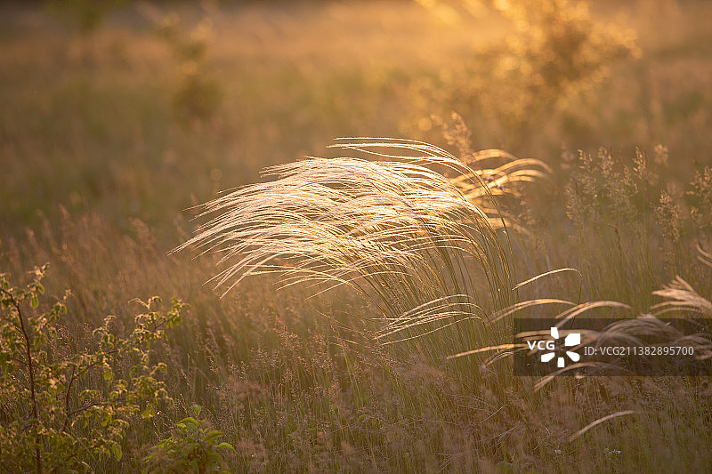 匈牙利：夕阳下的针茅植物特写图片素材