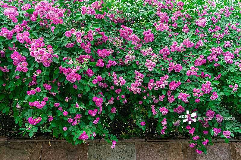 中国野生植物拍摄主题，绿化带园林里粉红色的红蔷薇花和盛开的花朵特写，户外无人图像摄影图片素材