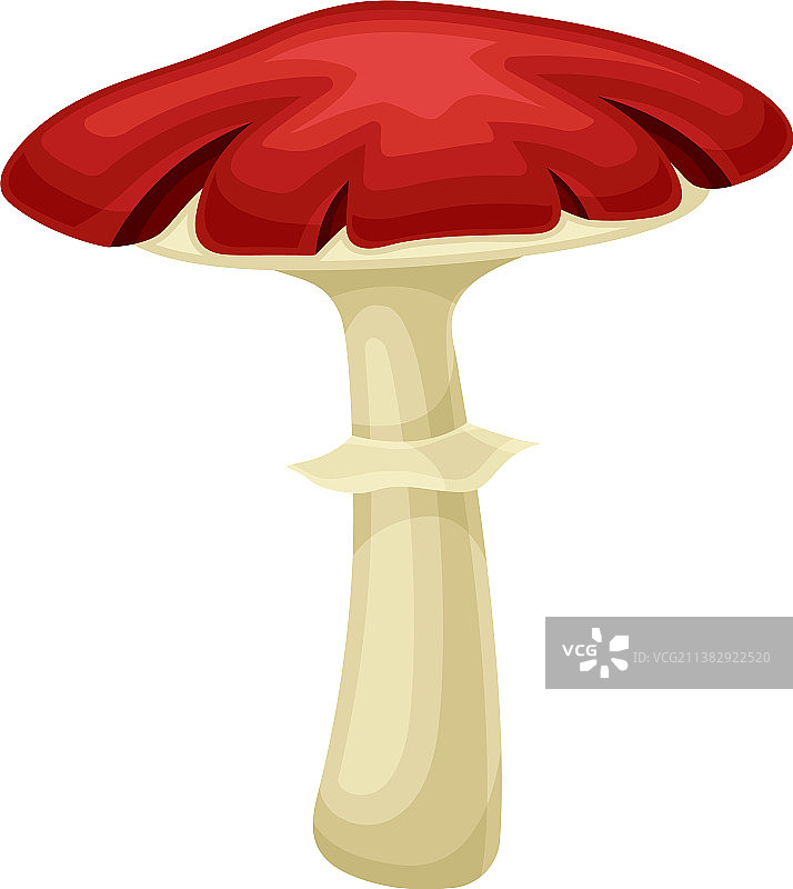 野生森林红色毒蘑菇图片素材