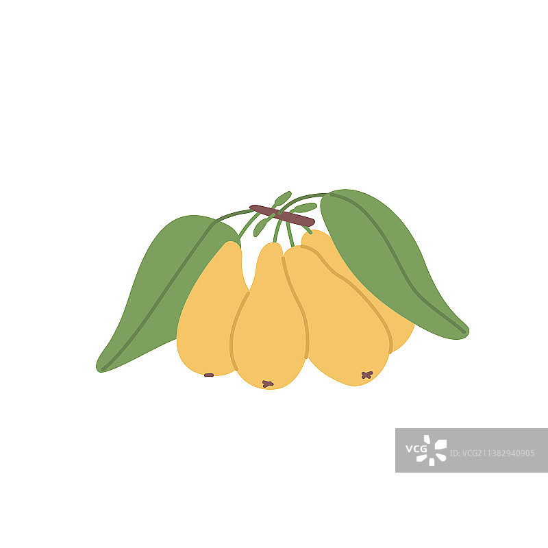 生长在树枝上的黄色山茱萸图片素材