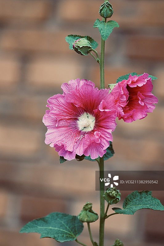 蜀葵 别名 一丈红、大蜀季、戎葵 拉丁学名 Alcea rosea Linnaeus图片素材