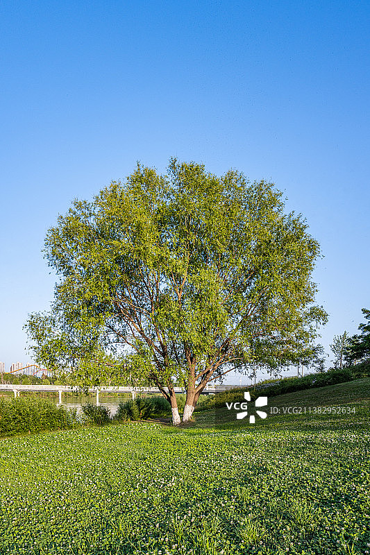 西安公园里的一棵青槐树图片素材