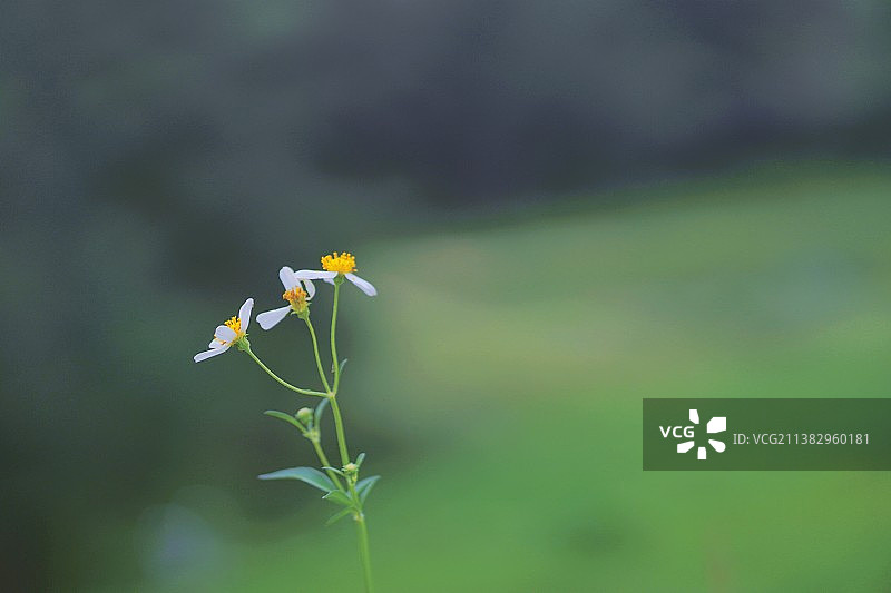 路边的野花格外美丽图片素材