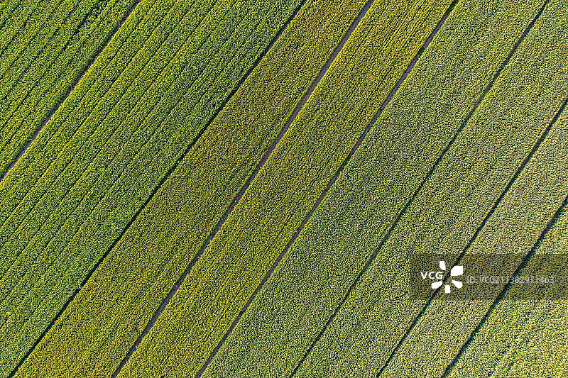 河南小麦地夏季航拍图片素材