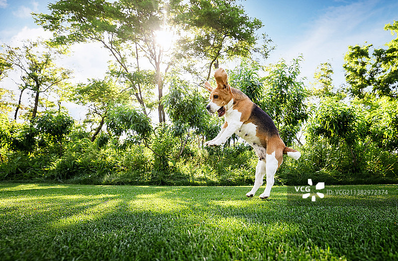 海边嬉戏的比格犬图片素材