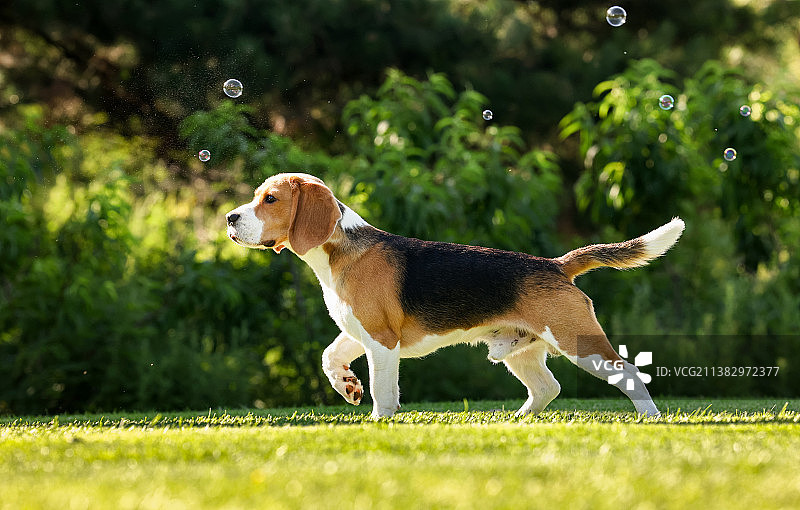 海边嬉戏的比格犬图片素材
