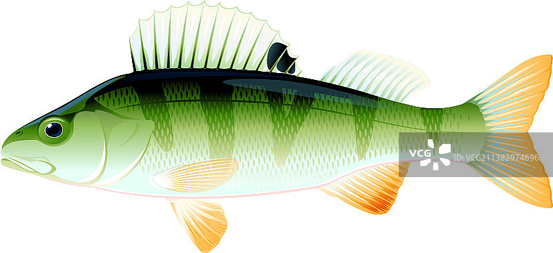 小鲈鱼图片素材