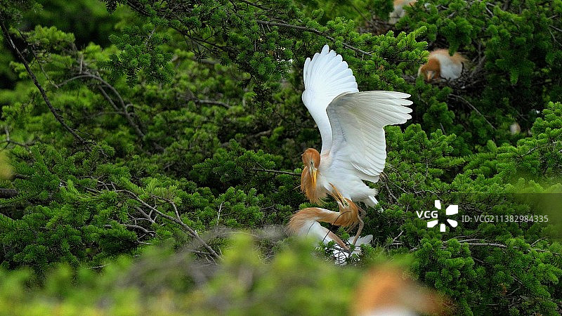牛背鹭的故事 此情此景：傍晚，一天觅食忙碌归来，相抚互望…图片素材