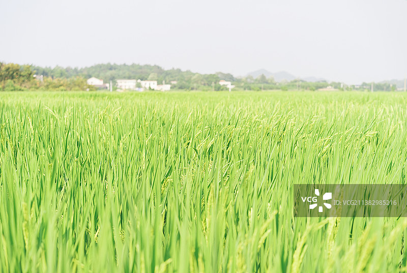 生长中的水稻图片素材