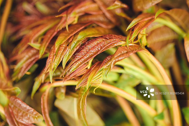 新鲜香椿嫩芽图片素材