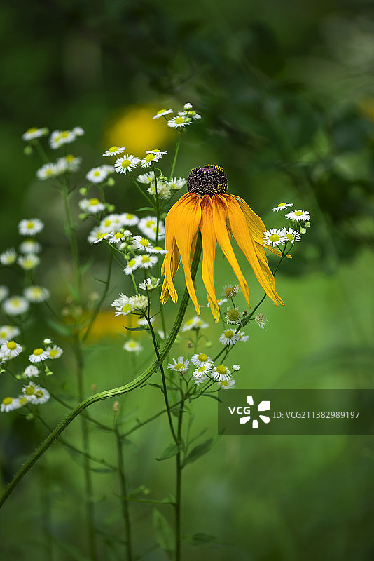 野菊图片素材
