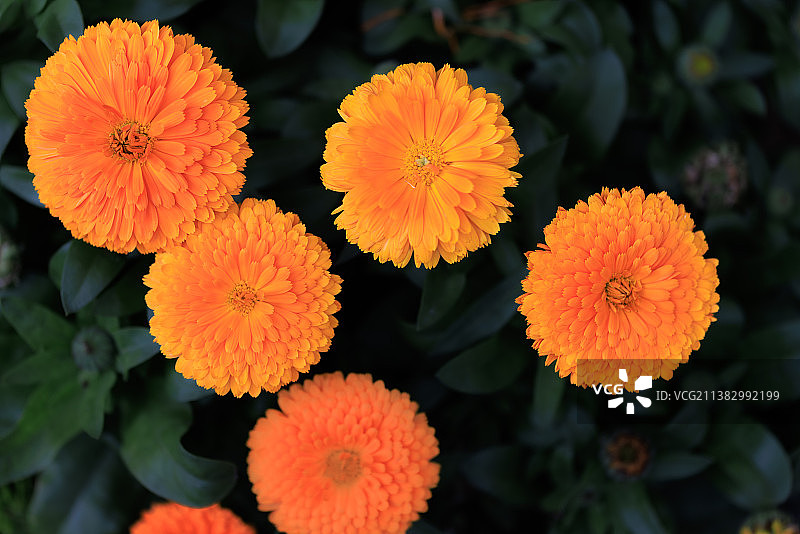 金盏花图片素材