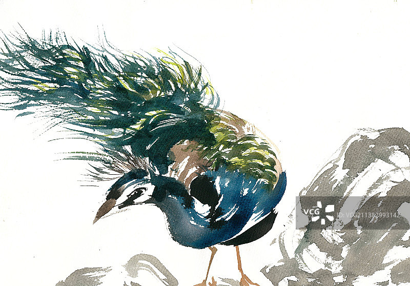 觅食的孔雀图片素材