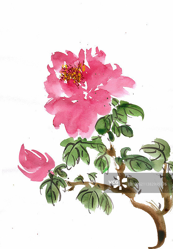 鲜艳的芍药花图片素材