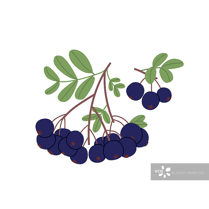 带叶生长的新鲜黑醋栗枝图片素材