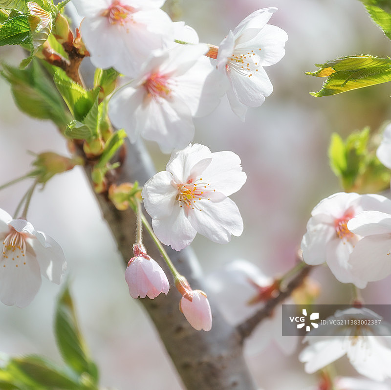 樱花图片素材
