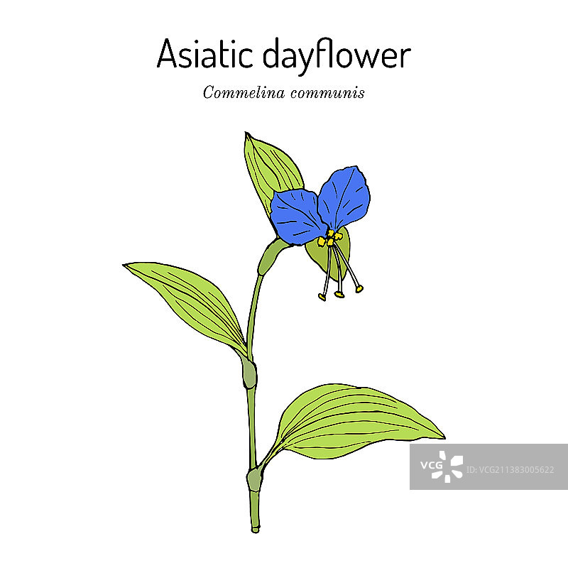鸭跖草：一种药用植物图片素材