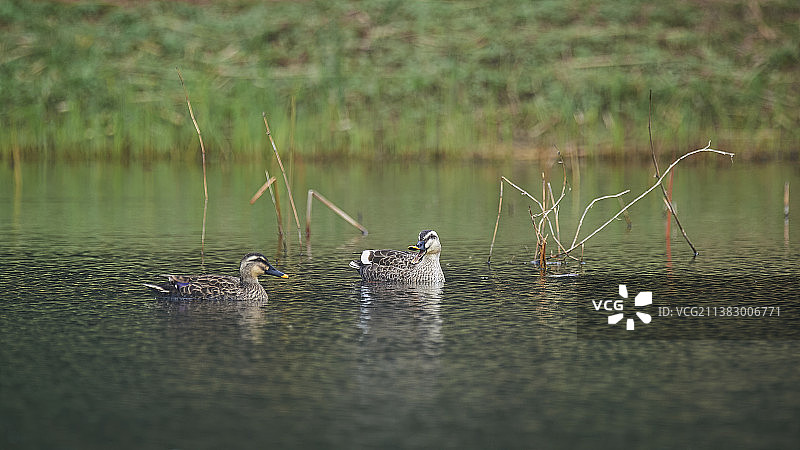 斑嘴鸭图片素材