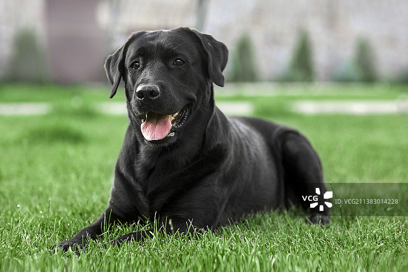 草地上坐着的黑色拉布拉多寻回犬肖像图片素材
