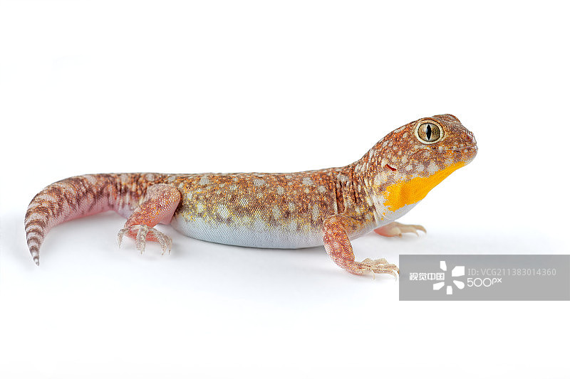 白色背景下的壁虎特写图片素材