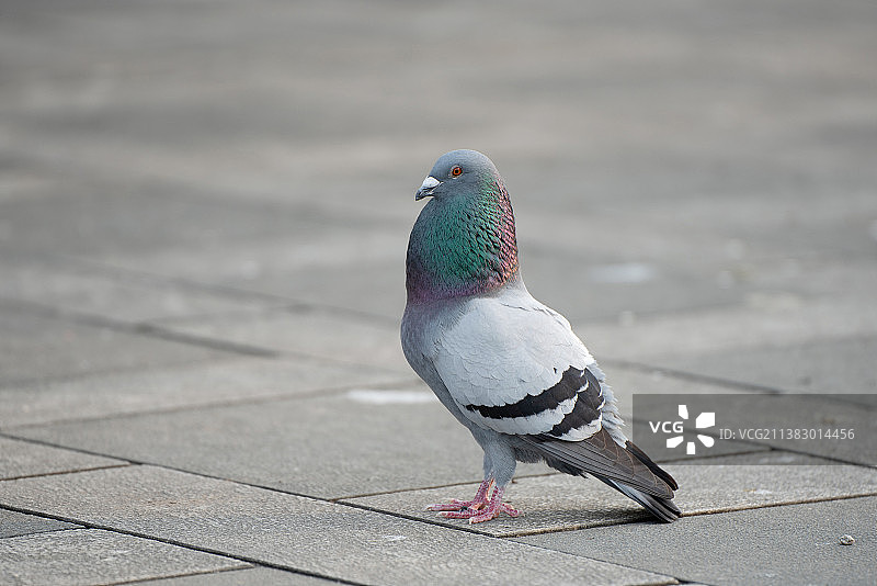 岩鸽的脸部正面特写图片素材