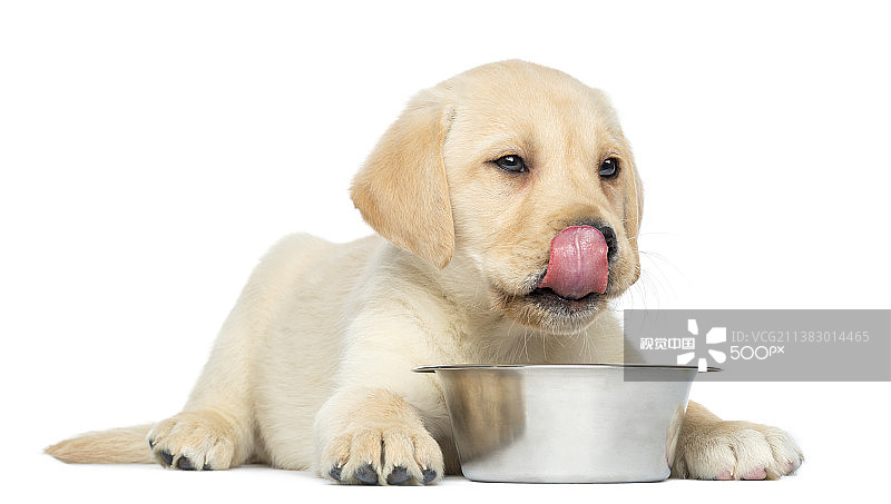 在碗前舔嘴唇的两个月大的拉布拉多幼犬图片素材