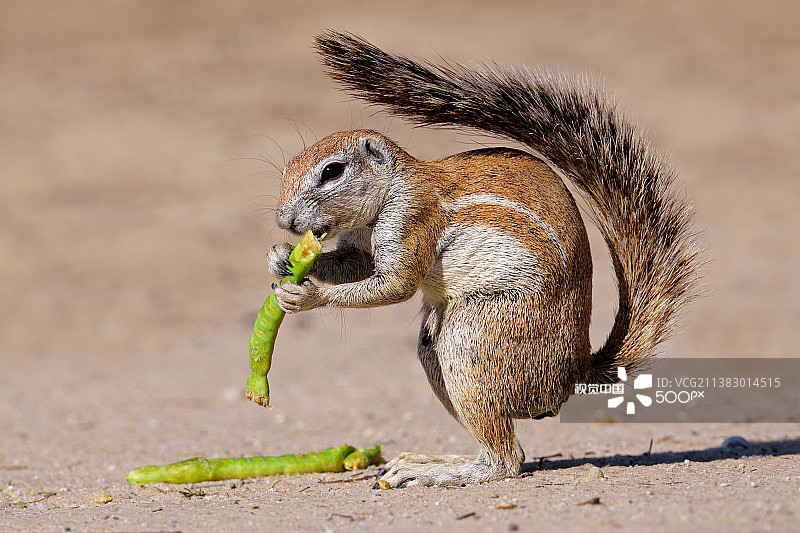地松鼠在人行道上吃食物特写图片素材