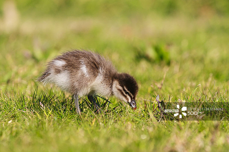 小野鸭图片素材