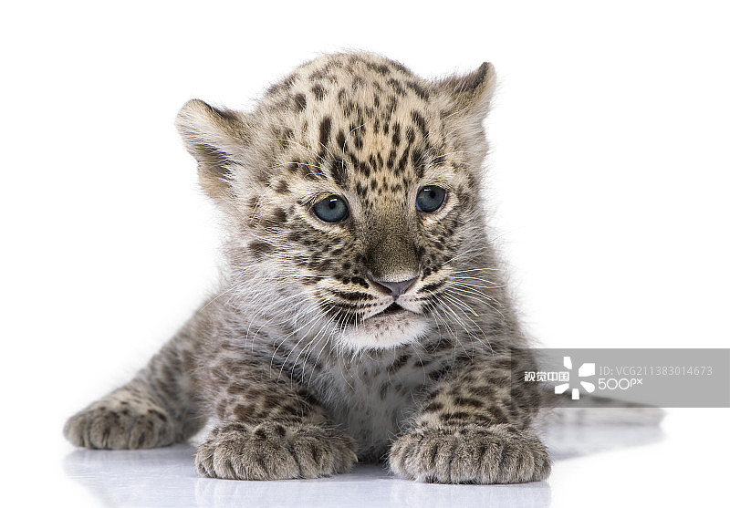 白色背景前的两个月大豹崽图片素材