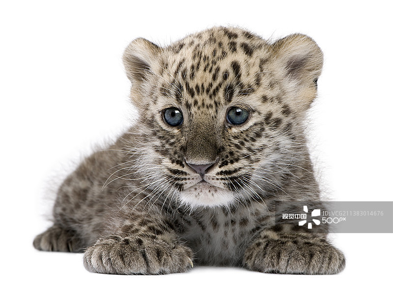 白色背景前的两个月大豹崽图片素材