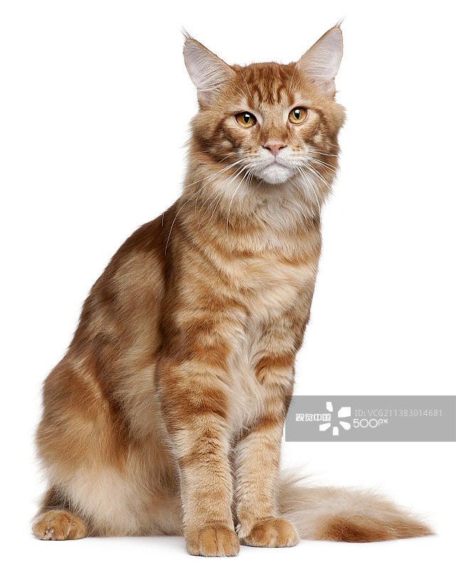 坐在白色背景前的9个月大的缅因猫幼崽图片素材