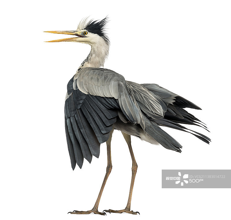 苍鹭拍打翅膀的背影图片素材