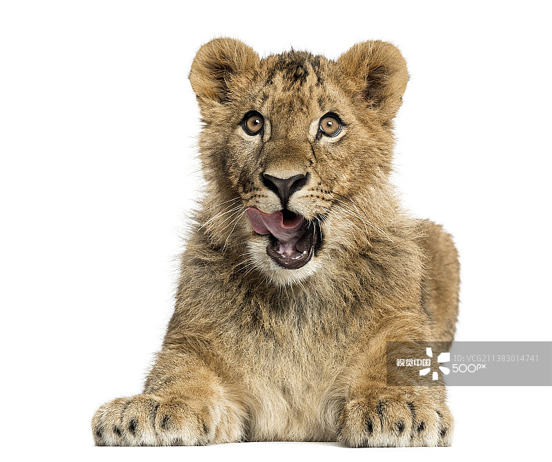 白色背景上的幼狮图片素材
