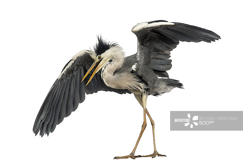 苍鹭求偶舞图片素材