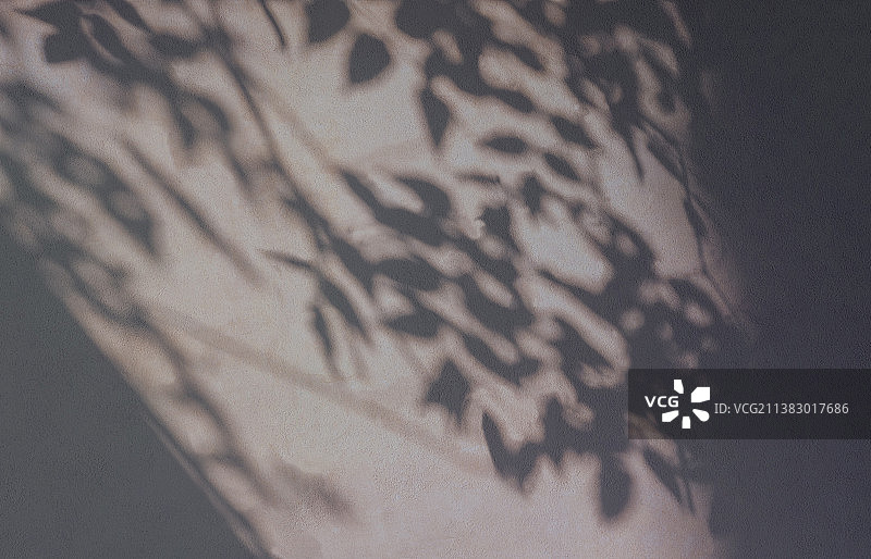 墙上树枝和树叶的影子背景图片素材