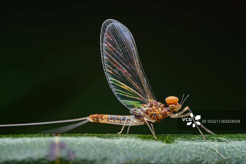 《蜉蝣》图片素材