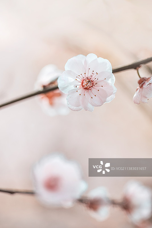 春天里阳光下粉色唯美文艺清新的观赏桃花图片素材