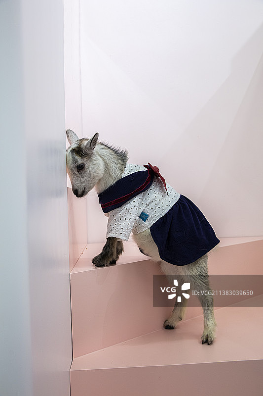 小羔羊肖像图片素材